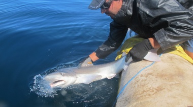Proyecto Arrecife: conocer para cuidar los tiburones patagónicos