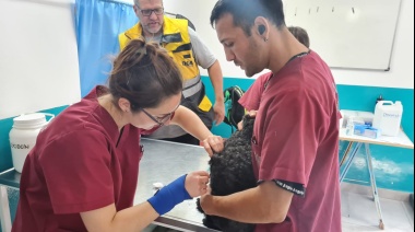 Gran respuesta vecinal a la campaña de vacunación y chipeo de canes y felinos