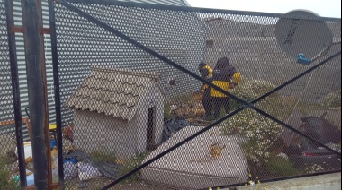 Encuentran a tres perros en una situación extrema, uno de ellos agonizante
