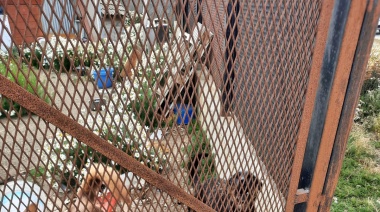 Encuentran a tres perros en una situación extrema, uno de ellos agonizante