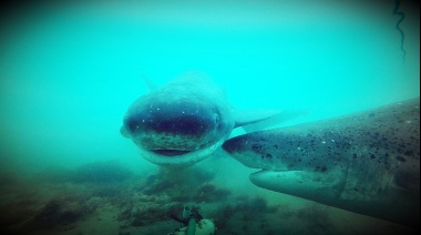 Tiburones fueguinos: Mitos, realidades y su rol en el océano austral