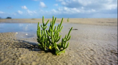 INTA organiza un encuentro binacional sobre salicornia