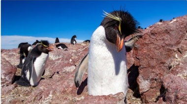Pingüinos penacho amarillo en peligro