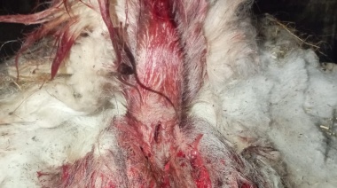 Perros atacaron nuevamente animales en La Cimarrona