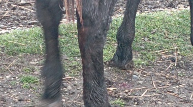 Perros atacaron nuevamente animales en La Cimarrona