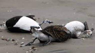 Alerta Río Grande: investigan la aparición de más de 50 aves muertas en la costa