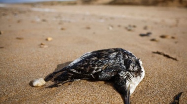 Alerta Río Grande: investigan la aparición de más de 50 aves muertas en la costa