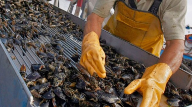 “El cultivo de mejillones en Tierra del Fuego enfrenta desafíos, pero tiene un gran potencial”