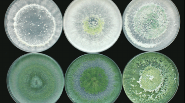 Desarrollan bioinsumo que protege cultivos en Tierra del Fuego