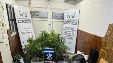 Gendarmería secuestró gran cantidad de cannabis en Río Grande