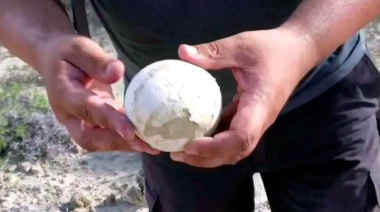 Hallaron en Río Negro un huevo de dinosaurio carnívoro único