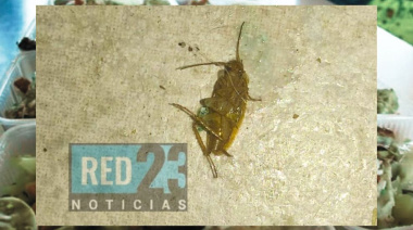 Río Grande: hallan cucaracha en una vianda escolar para niños