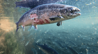 Un informe expone las penurias humanas y ambientales detrás del salmón chileno