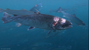 Un informe expone las penurias humanas y ambientales detrás del salmón chileno