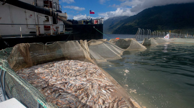 Un informe expone las penurias humanas y ambientales detrás del salmón chileno