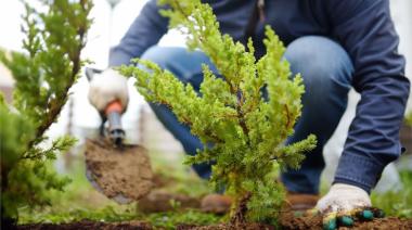 Río Grande: como acceder al beneficio para frentistas que apuesten al arbolado urbano