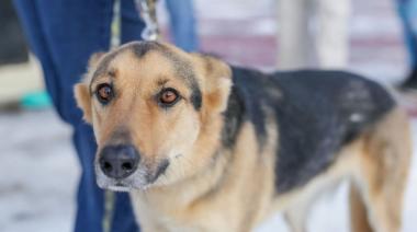 Municipio RGA: realiza una nueva jornada de adopción responsable en la costanera