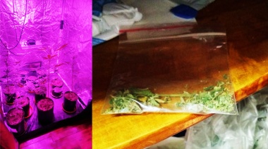 Decomisan plantas de marihuana y secuestran suma millonaria de dinero