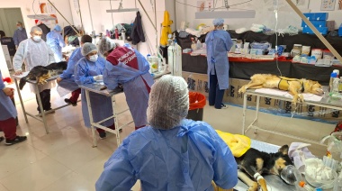 700 intervenciones logradas en las jornadas de castración, vacunación y chipeo de mascotas