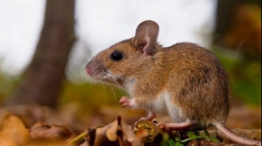 Un hombre está internado en terapia intensiva por hantavirus en Bariloche