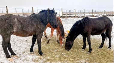 Ponen a resguardo 6 caballos capturados en la vía pública