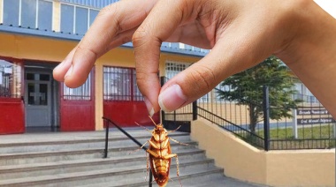 Plaga de cucarachas invade la Escuela 10 de Río Grande
