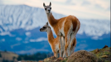 El CONICET desmintió la "superpoblación" de guanacos y defendió su rol en la Patagonia