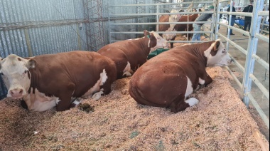 Estancia Pirinaica se llevó el premio al Gran Campeón de la exposición Hereford