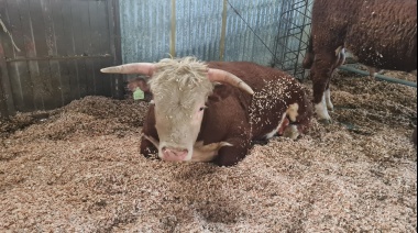 Estancia Pirinaica se llevó el premio al Gran Campeón de la exposición Hereford