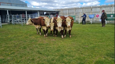 Estancia Pirinaica se llevó el premio al Gran Campeón de la exposición Hereford
