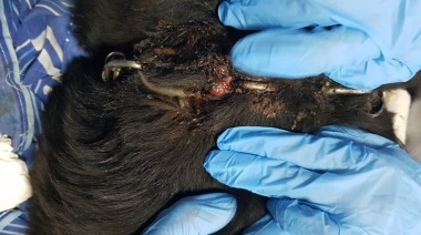 Deplorable estado de los perros que cuidaban las termas