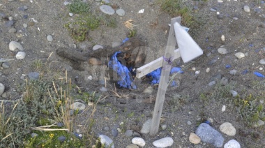 Cementerio de mascotas en terrenos de la Dirección Provincial de Puertos