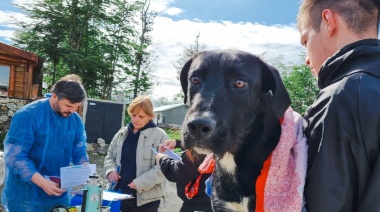 Las castraciones de perros y gatos aumentaron un 251% en Tolhuin