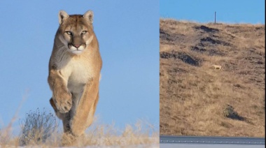 Puma avistado en cercanías de San Sebastián