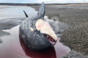 Hallan otra orca muerta en la bahía San Sebastián y crecen las sospechas sobre barcos pesqueros