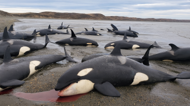 Confirman que las orcas halladas en San Sebastián pertenecen a un ecotipo poco conocido