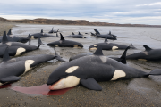 Confirman que las orcas halladas en San Sebastián pertenecen a un ecotipo poco conocido