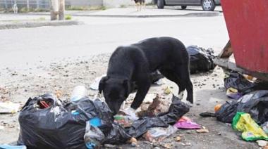 Basura fuera de lugar, perros sueltos y poco compromiso