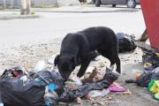 Basura fuera de lugar, perros sueltos y poco compromiso