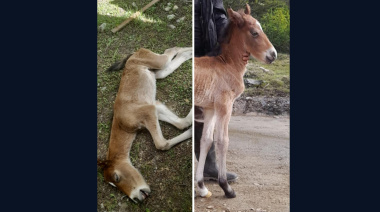 Conmoción por la muerte de un potrillo recién nacido