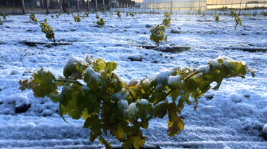 Avanzan los ensayos para consolidar el viñedo más austral del planeta