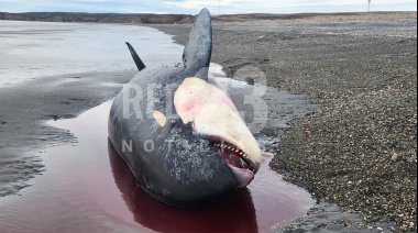 Hallan otra orca muerta en la bahía San Sebastián y crecen las sospechas sobre barcos pesqueros
