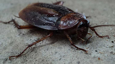 Esta vez, encontraron cucarachas en la escuela 46 de Río Grande