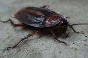 Esta vez, encontraron cucarachas en la escuela 46 de Río Grande