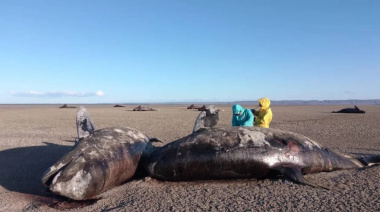 Aseguran que varamiento de orcas es un “alerta sobre los impactos ambientales”
