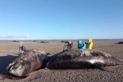 Aseguran que varamiento de orcas es un “alerta sobre los impactos ambientales”