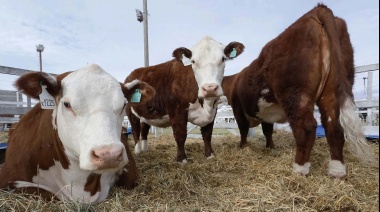 Prorrogaron de la prohibición de ingreso de carne con hueso a la Patagonia