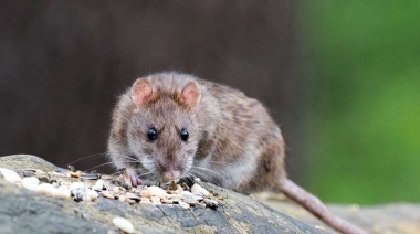 Otra muerte por hantavirus generó preocupación en la Patagonia