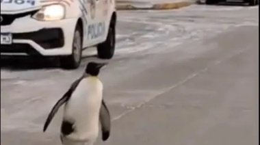 Pingüino caminando por las calles de Río Grande fue noticia