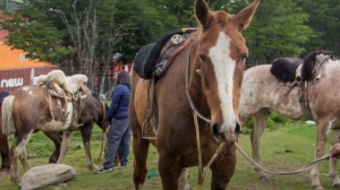 Habrá jornadas de chipeo de equinos en Ushuaia